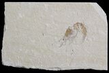 Cretaceous Fossil Shrimp - Lebanon #74529-1